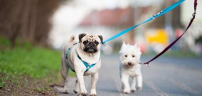 Wie viel Auslauf braucht ein Hund? Alles, was Sie wissen müssen