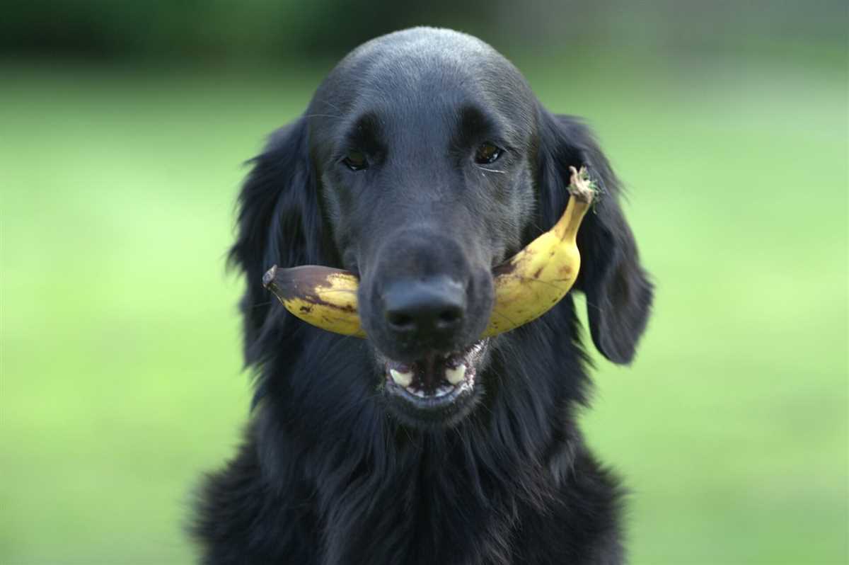 Mögliche Risiken und Nebenwirkungen des Bananenverzehrs für Hunde