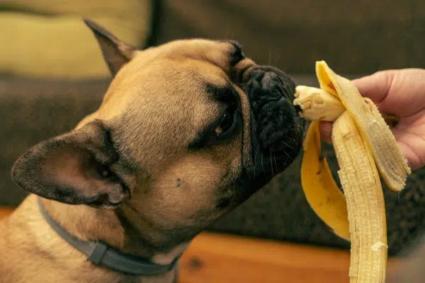 Wie viel Banane darf ein Hund essen? – Wissenswertes und Tipps