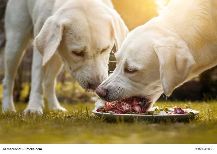 Wie viel BARF benötigt mein Hund? Alle wichtigen Faktoren