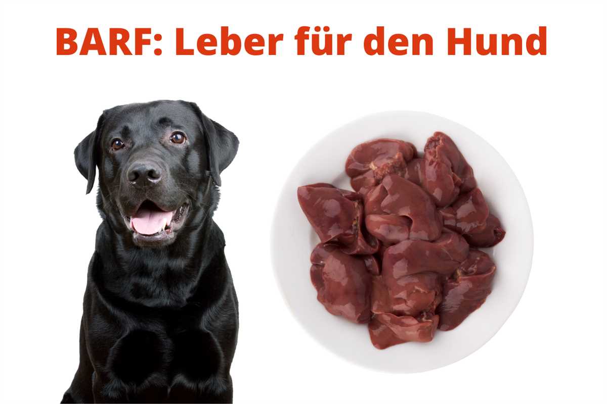 3. Gesundheitszustand des Hundes