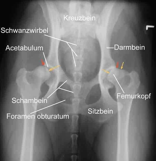 Alternative Aktivitäten für Hunde mit HD