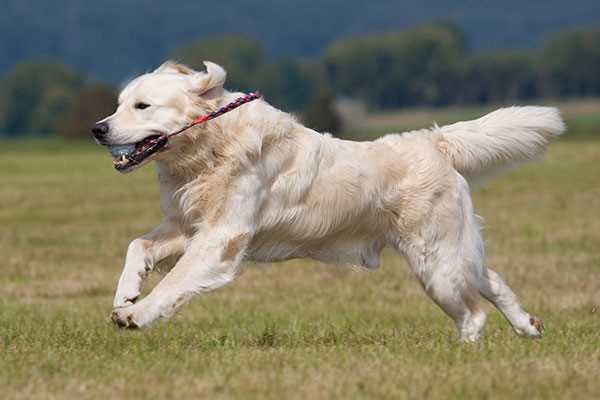 Bedürfnisse von Hunden: Aktivität und Bewegung