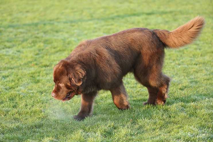 Tipps zur Feststellung des Bewegungsbedarfs Ihres Hundes