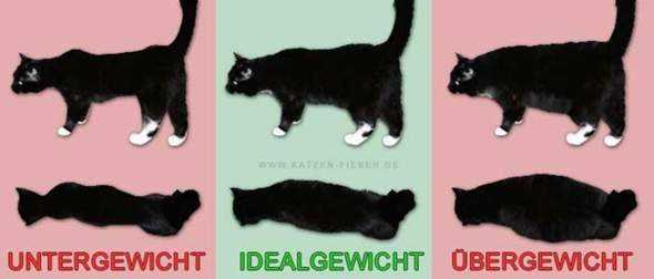 Gewichtstabelle für Katzen