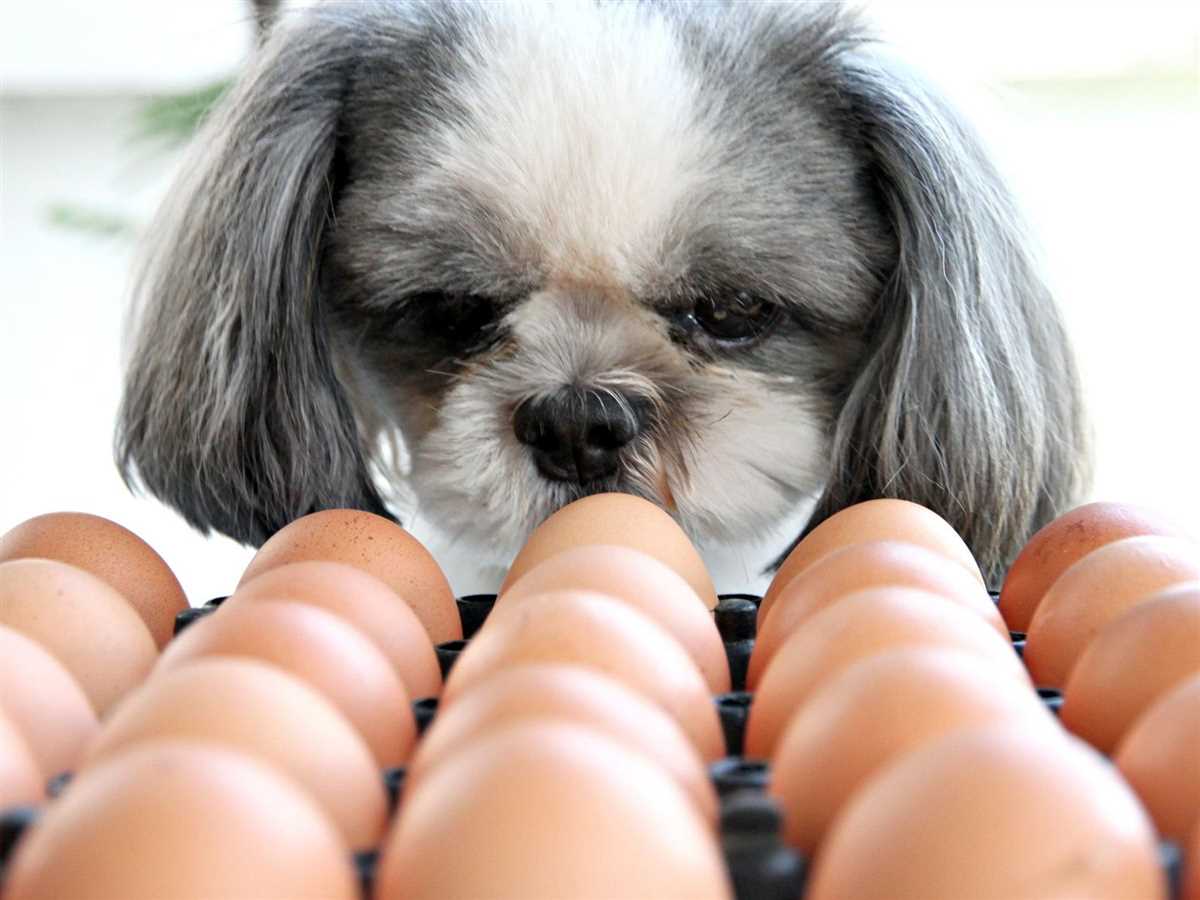 wie viel eier durfen hunde essen 53gazjdh