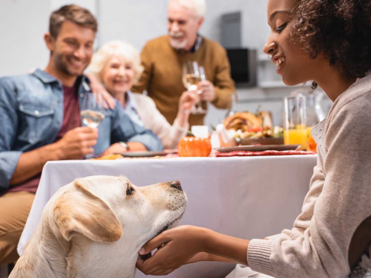 Was tun, wenn ein Hund Eierlikör getrunken hat?