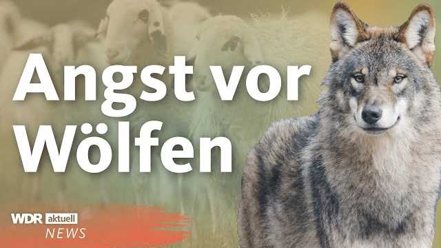 Statistiken und Fakten über die Anzahl der Hunde in Deutschland