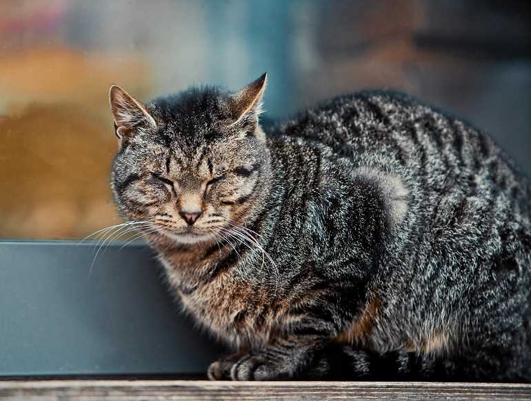 Wie viele Jahre leben Katzen? | Alles über die Lebenserwartung von Katzen