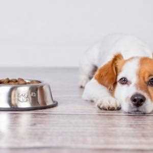 Wie viele Kalorien hat ein Hund? Erfahren Sie mehr über die richtige Ernährung Ihres Vierbeiners