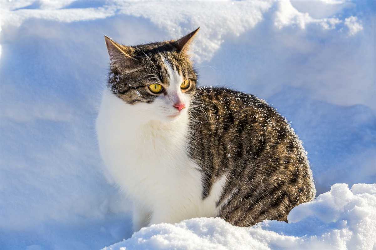 Stimulieren Sie die kälteresistente Natur Ihrer Katze