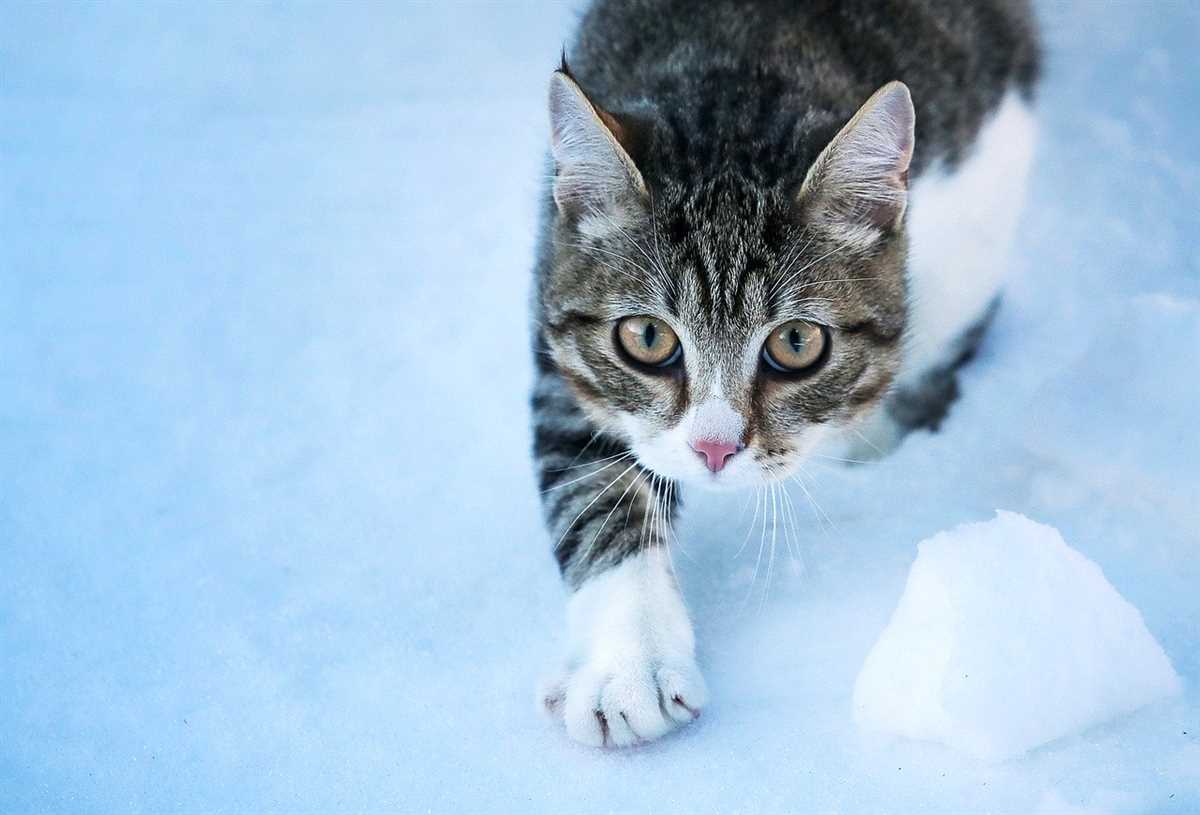 6. Überwachen Sie Ihre Katze im Freien