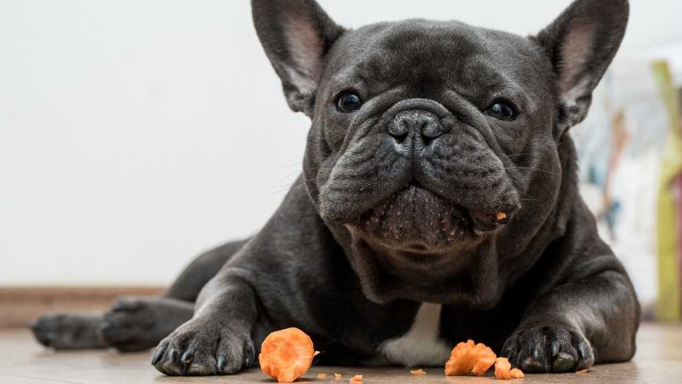 Die Zubereitung von Karotten für Hunde