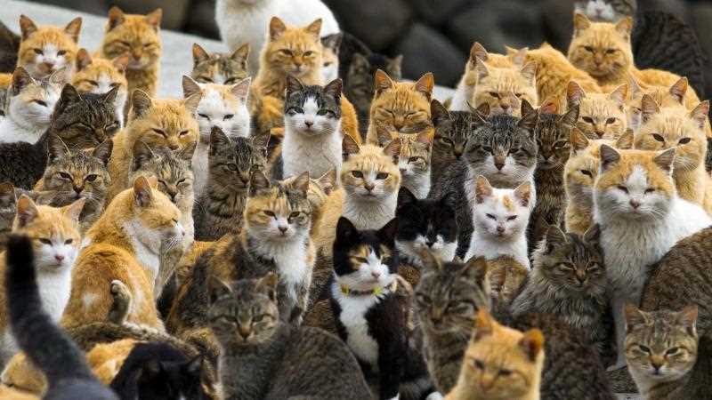 wie viel katzen gibt es auf der welt fmhr1sas
