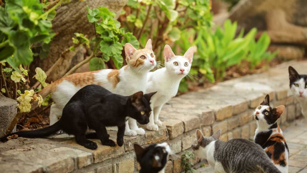 Städtische versus ländliche Katzenpopulation