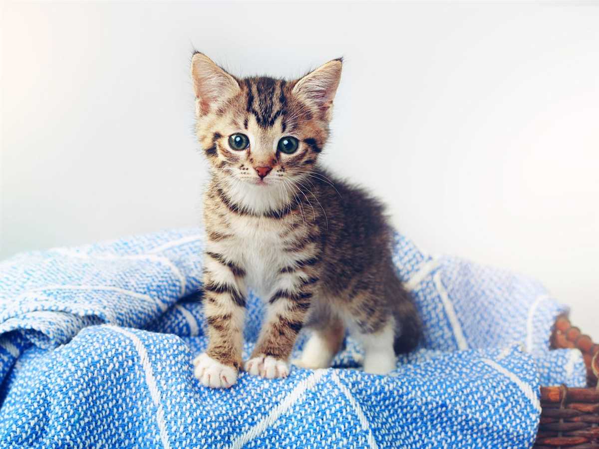 Katzenbett und Kuscheldecke