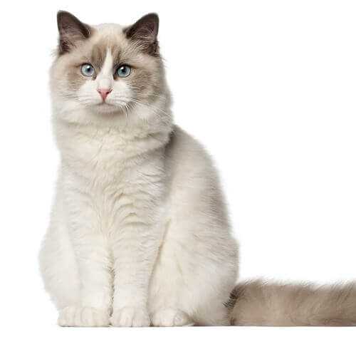 Gesundheit und Lebenserwartung der Ragdoll Katze