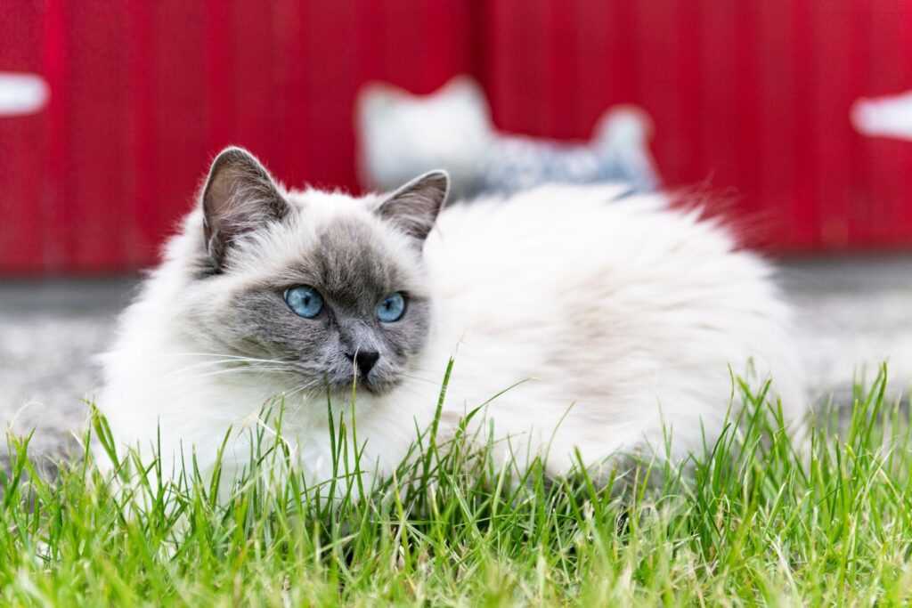 Wie viel kostet eine Ragdoll Katze? Preis, Tipps und Informationen