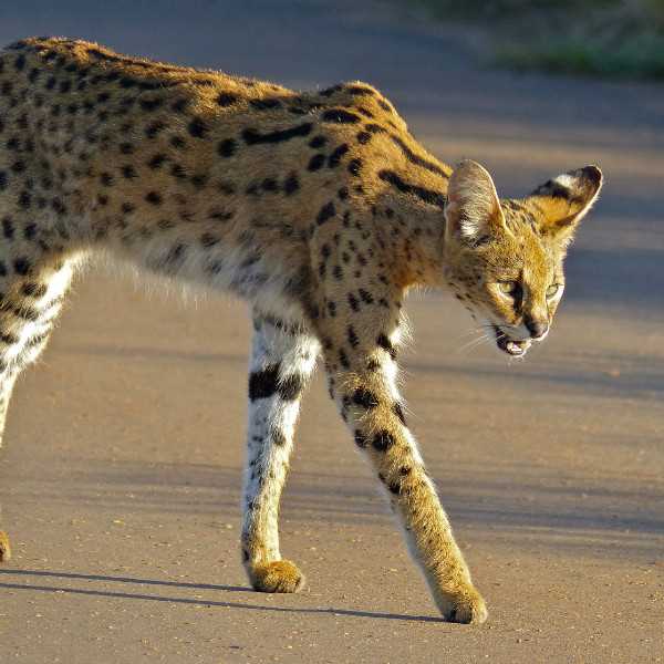 Auswirkungen der Seltenheit auf die Preise für Savannah Katzen