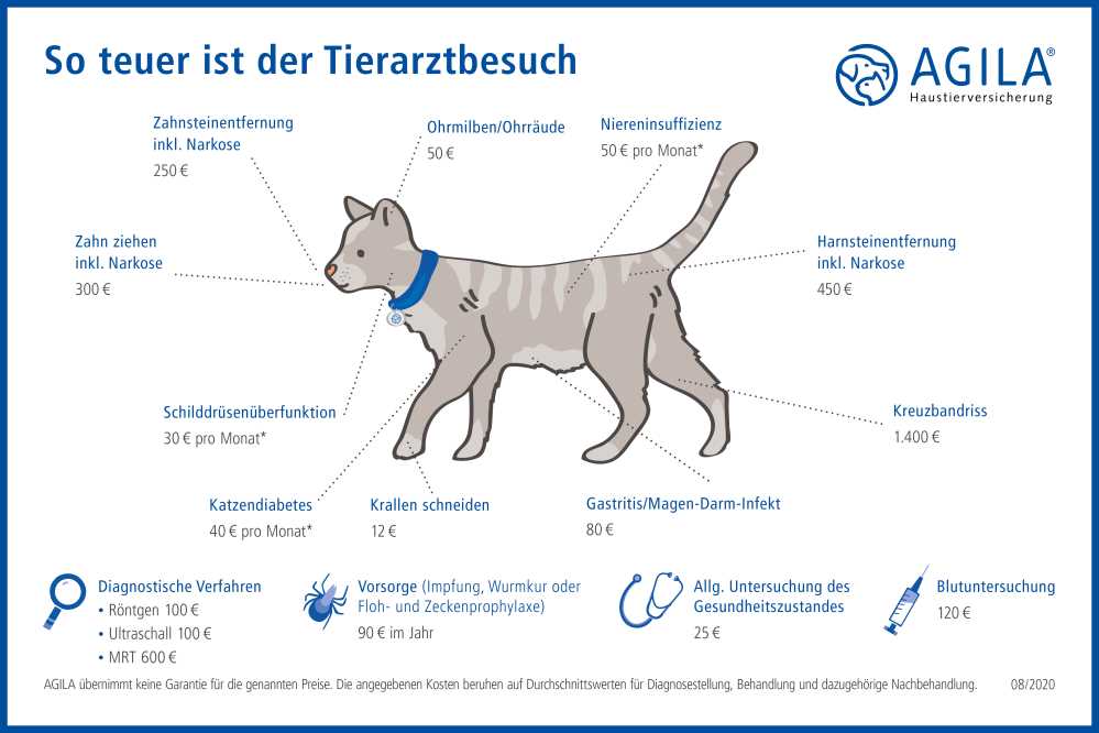 Gesundheitsprobleme bei Katzen