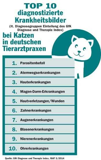 Katzenschnupfen