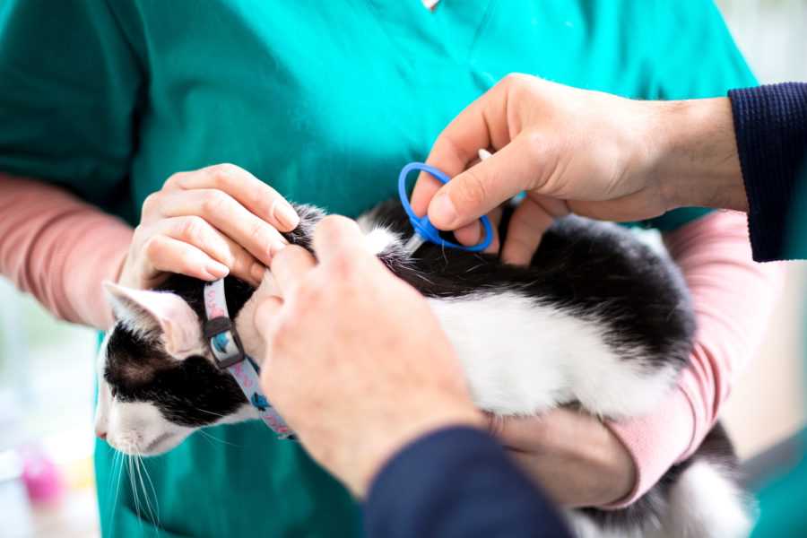 Was geschieht beim Chippen einer Katze?