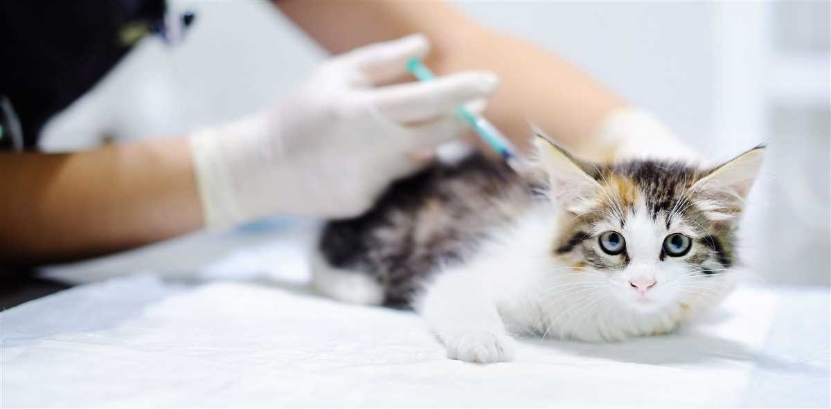 Leitfaden zur Impfung von Katzen