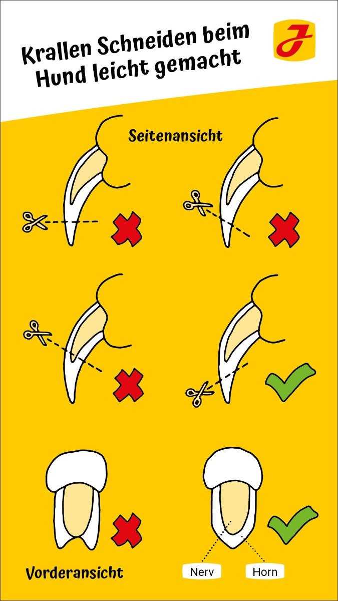 Was kostet das Krallenschneiden bei einem Tierarzt?