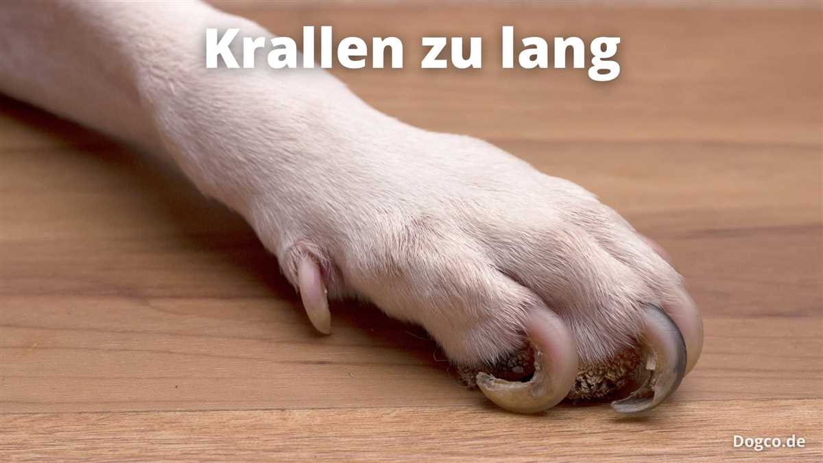 Wie oft sollte man die Hundekrallen schneiden lassen?