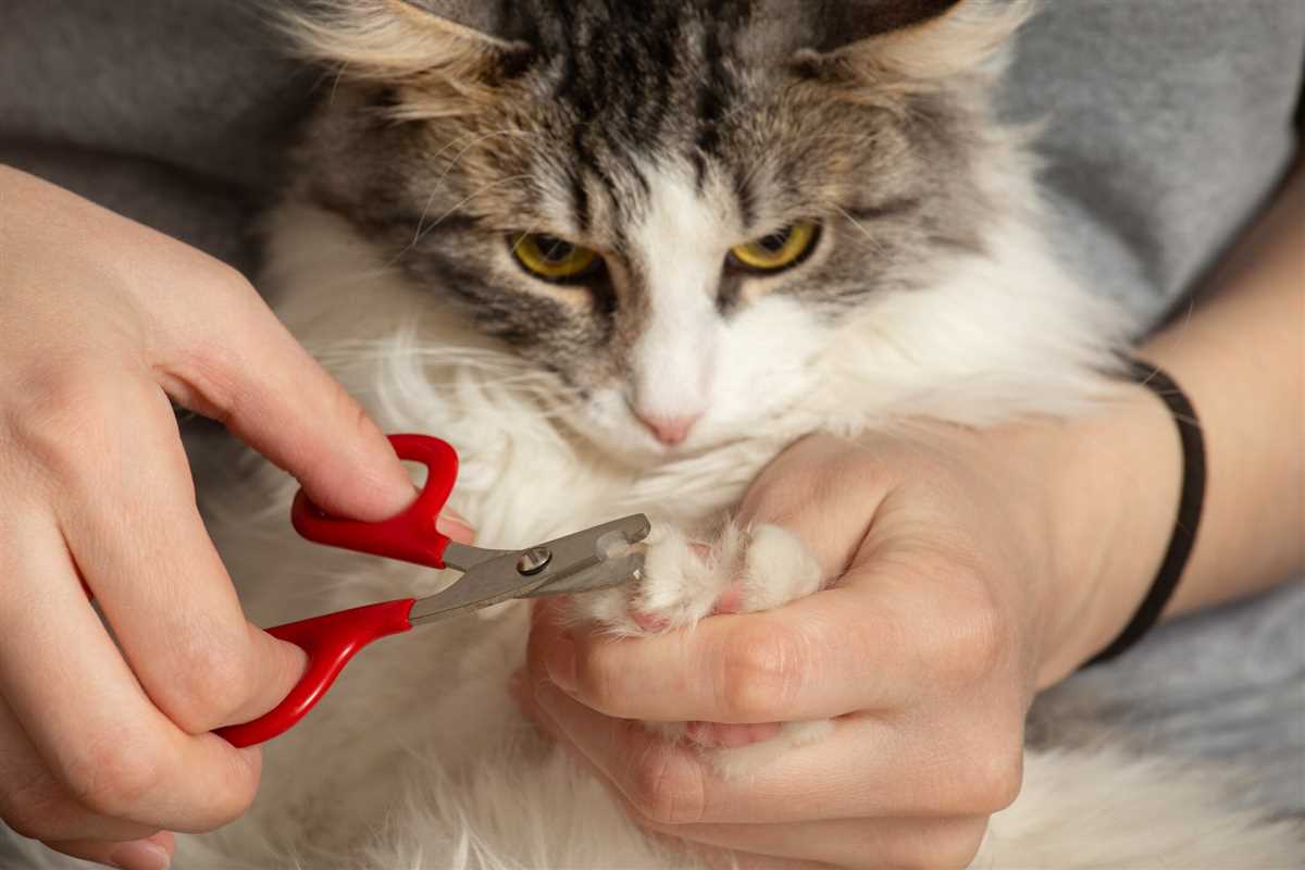 5. Tierkliniken oder Tierheimkliniken