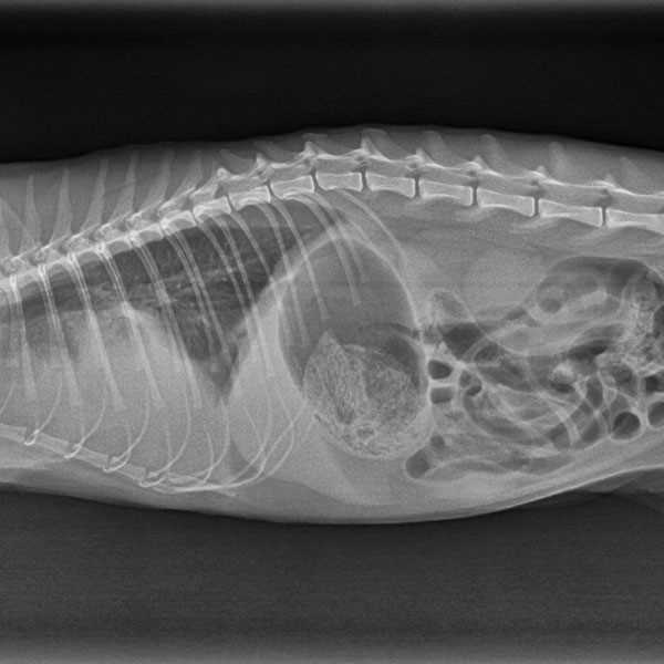 Welche Gründe können eine Röntgenuntersuchung bei Katzen notwendig machen?