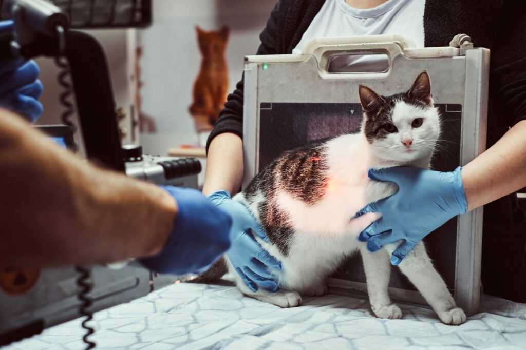 Sind Röntgenuntersuchungen bei Katzen sicher?