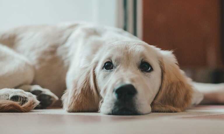 Kosten für Röntgenuntersuchungen beim Hund