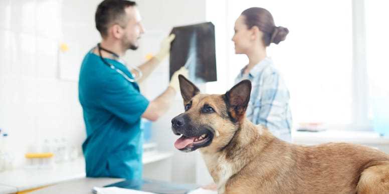 3. Nutzen Sie Tierkliniken an Universitäten