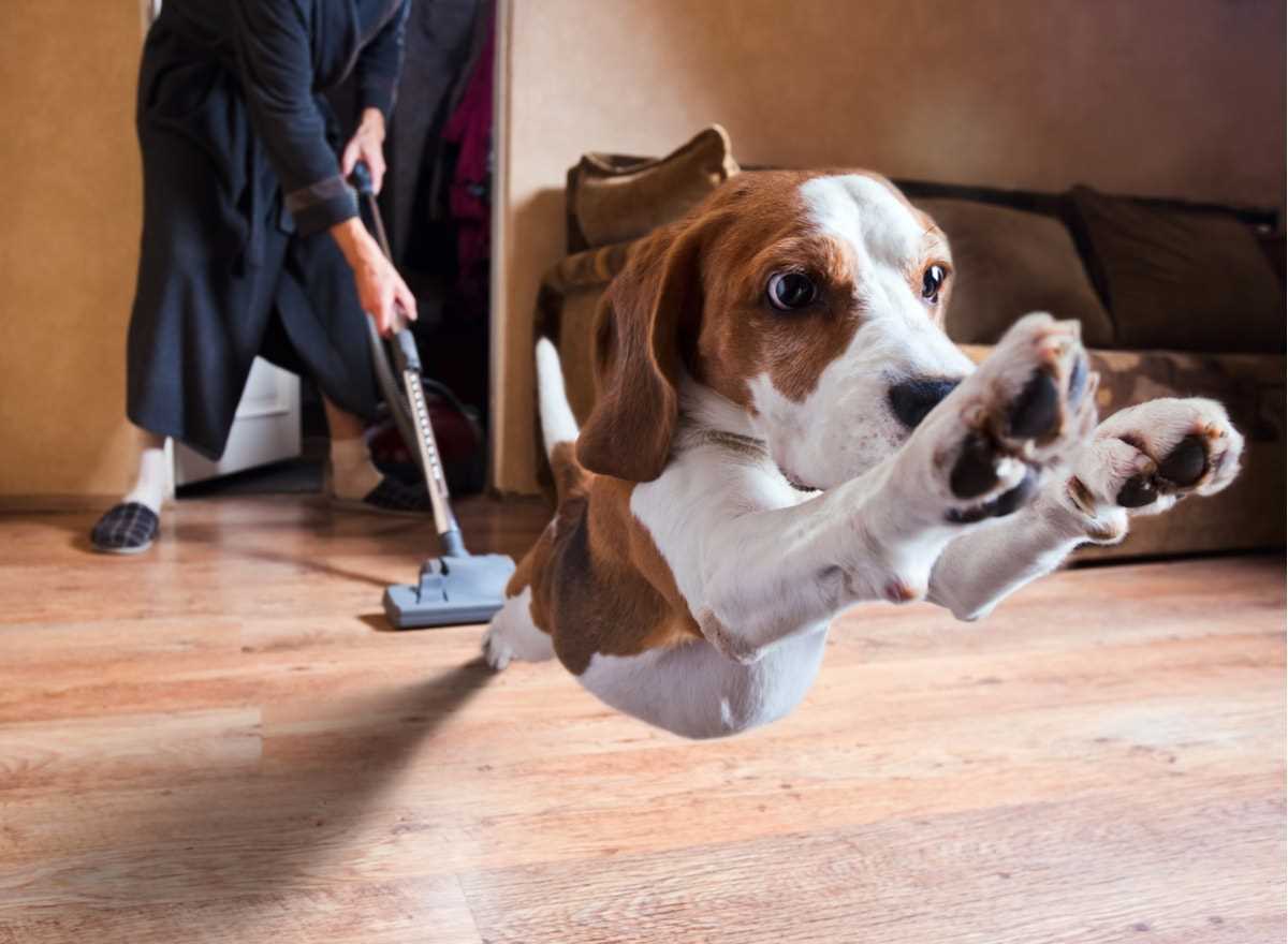 Auswirkungen des überlegenen Hundehörens auf ihr Verhalten