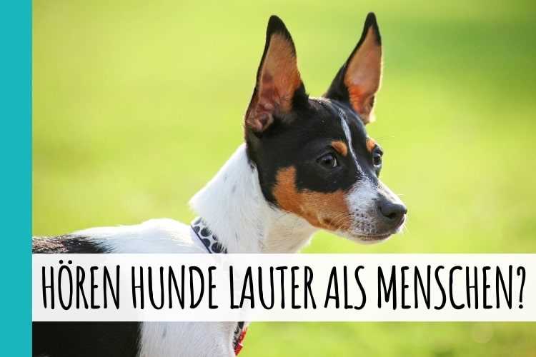 Wie Hören bei Hunden funktioniert