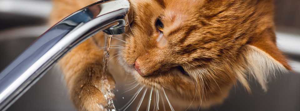 Wie viel Wasser braucht eine Katze pro Tag?