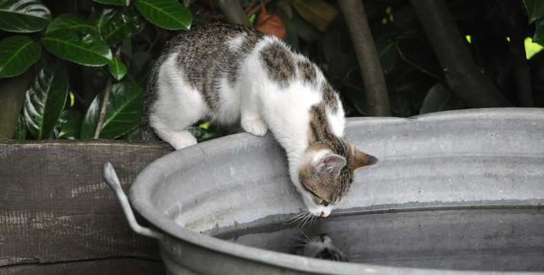 Was sind Anzeichen für Dehydratation bei Katzen?