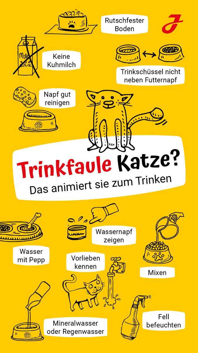 Wie viel müssen Katzen trinken? Experten geben Rat