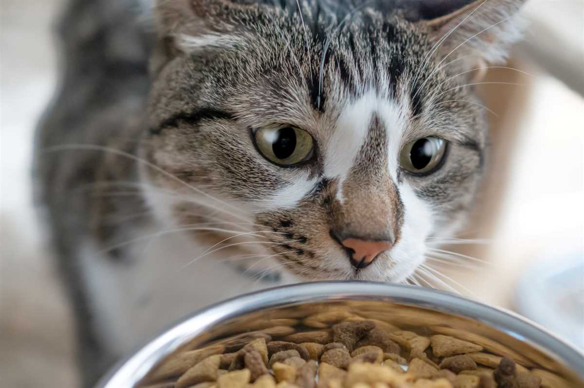 Gesundheitszustand der Katze