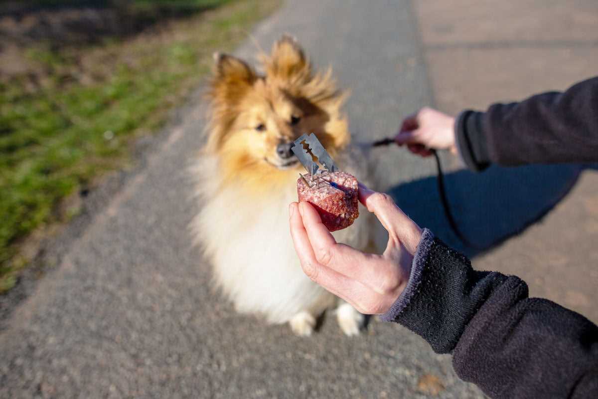 Vorbeugung von Rattengiftvergiftungen bei Hunden