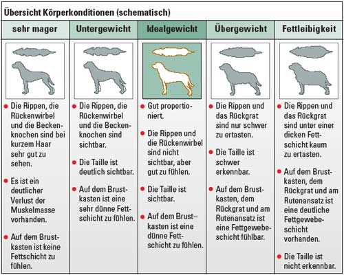 Andere Säugetiere