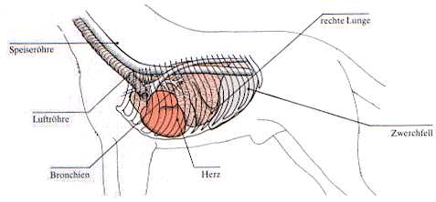 Anatomie des Hundes im Vergleich zu anderen Säugetieren