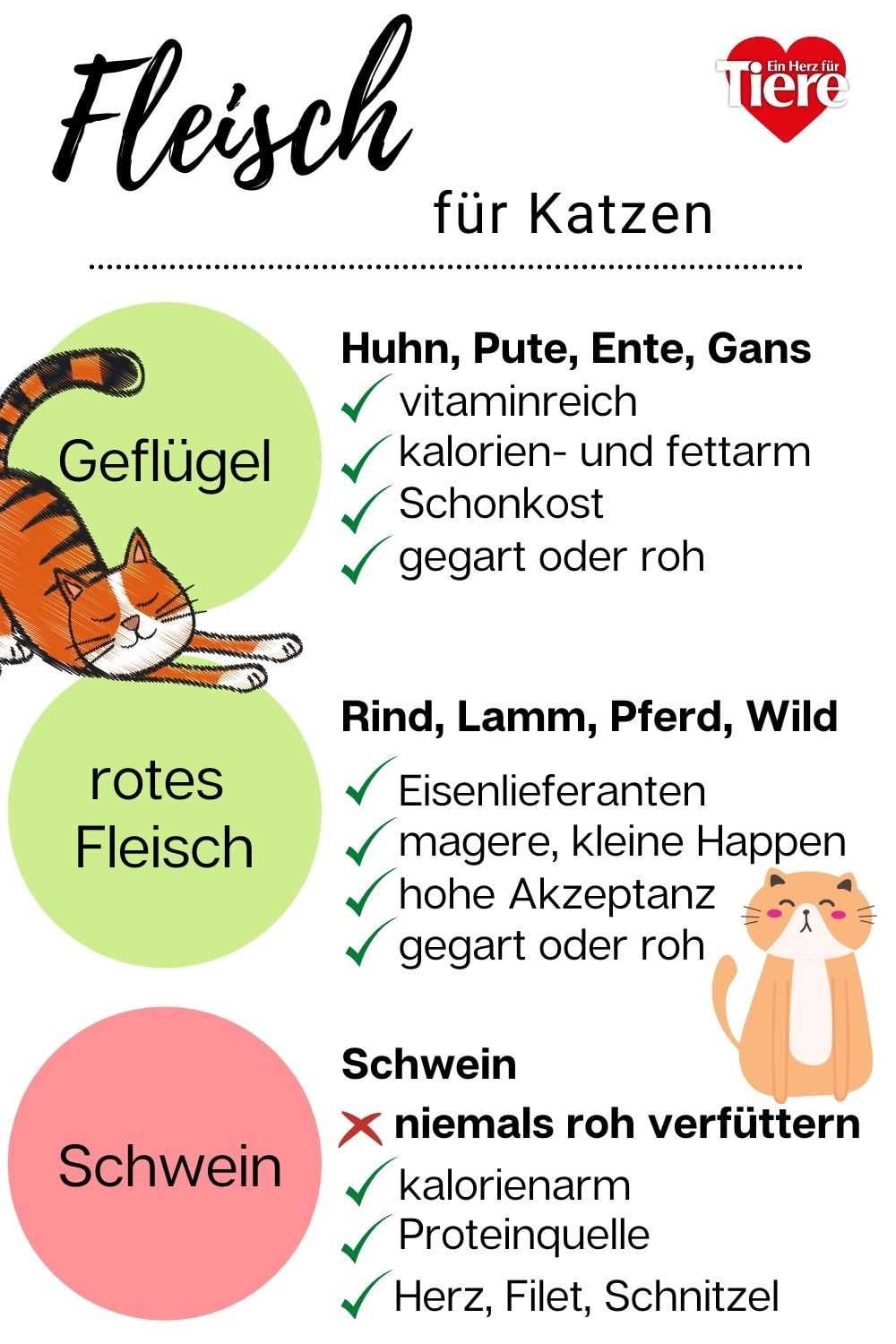 Wie viel rohes Fleisch sollten Katzen füttern?