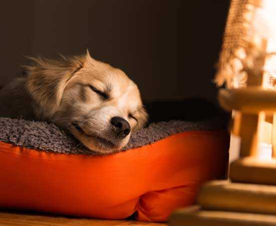 Die Bedeutung des Hundeschlafs