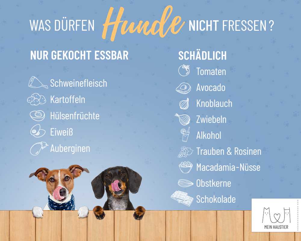 Anzeichen einer Schokoladenvergiftung bei Hunden