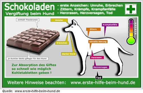 Anzeichen einer Schokoladenvergiftung bei Hunden