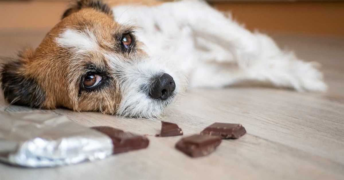 Schokoladengiftigkeit für Hunde