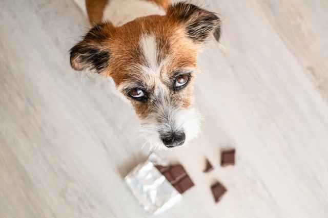 Wie viel Schokolade verträgt ein Hund? Die Wirkung bei Hunden und wie man sie schützen kann