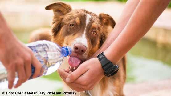 Wie viel Wasser ein Hund trinken sollte